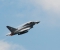 Eurofighter EF-2000 Typhoon T3
